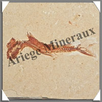 POISSON Fossile (Dastilbe Elongatus) - 44x67 mm - 43 grammes - M016