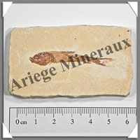 POISSON Fossile (Dastilbe Elongatus) - 38x68 mm - 36 grammes - M017