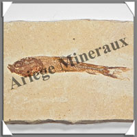 POISSON Fossile (Dastilbe Elongatus) - 38x68 mm - 36 grammes - M017