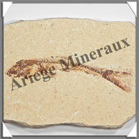 POISSON Fossile (Dastilbe Elongatus) - 40x70 mm - 46 grammes - M018