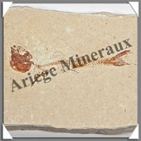 POISSON Fossile (Dastilbe Elongatus) - 35x63 mm - 40 grammes - M019