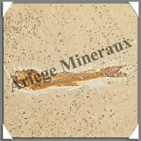 POISSON Fossile (Dastilbe Elongatus) - 40x60 mm - 34 grammes - M020