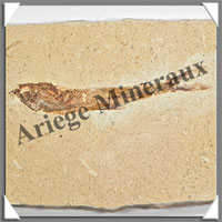 POISSON Fossile (Dastilbe Elongatus) - 40x60 mm - 42 grammes - M022