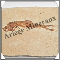 POISSON Fossile (Dastilbe Elongatus) - 35x60 mm - 34 grammes - M024