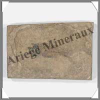 POISSON Fossile (Leuciscus) - 60x90 mm - 100 grammes - C001