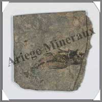 POISSON Fossile (Leuciscus) - 55x60 mm - 17 grammes - C002