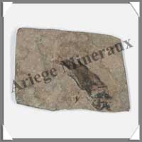POISSON Fossile (Leuciscus) - 55x80 mm - 29 grammes - C008