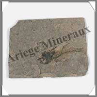 POISSON Fossile (Leuciscus) - 55x70 mm - 22 grammes - C010