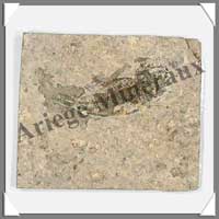 POISSON Fossile (Leuciscus) - 60x75 mm - 27 grammes - C016