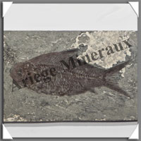 POISSON Fossile (Diplomystus Dentatus) - 45x85 mm - 36 grammes - M009