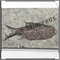 POISSON Fossile (Diplomystus Dentatus) - 50x90 mm - 54 grammes - M010