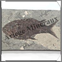 POISSON Fossile (Diplomystus Dentatus) - 50x90 mm - 53 grammes - M011