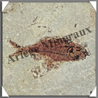 POISSON Fossile (Diplomystus Dentatus) - 150x155 mm - 825 grammes - M012