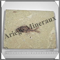 POISSON Fossile (Diplomystus Dentatus) - 150x200 mm - 1010 grammes - M013
