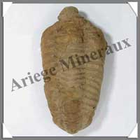 TRILOBITE Fossile - 95 grammes - 55x100 mm - M005