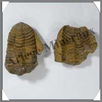 TRILOBITE Fossile - 105 grammes - 40x65 mm - M007