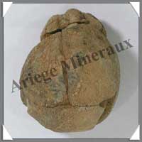 TRILOBITE Fossile - 126 grammes - 45x70 mm - M008