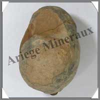 TRILOBITE Fossile - 121 grammes - 50x75 mm - M009