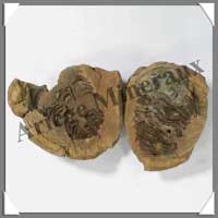 TRILOBITE Fossile - 127 grammes - 50x60 mm - M010