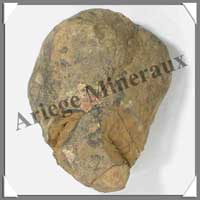 TRILOBITE Fossile - 183 grammes - 55x75 mm - M014