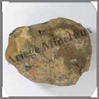 TRILOBITE Fossile - 800 grammes - 75x110 mm - M016