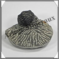 TRILOBITE Fossile sur Gangue - 153 grammes - 40x50x60 mm - M021