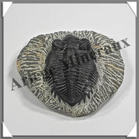 TRILOBITE Fossile sur Gangue - 163 grammes - 18x63x70 mm - M022