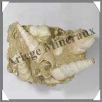 TURITELLES Fossile - 637 g - M002