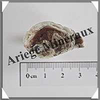 GEODINOS - [Taille 1] - 5  10 grammes