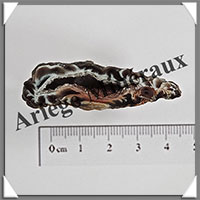 GEODINOS - [Taille 2] - 10  15 grammes