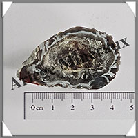 GEODINOS - [Taille 3] - Plus de 15 grammes