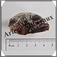 GEODINOS - [Taille 3] - Plus de 15 grammes