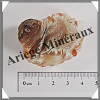 GEODINOS - [Taille 3] - Plus de 15 grammes