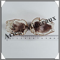 GEODINOS - Paire - [Taille 2] - 40  100 grammes