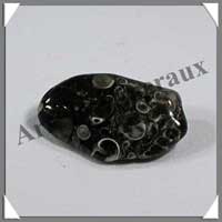 AGATE TURITELLE - [Taille 1] - 20  30 mm