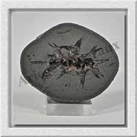 SEPTARIA (Barytine) - 170 gr - 65x52x27 mm - A006