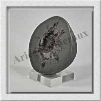 SEPTARIA (Barytine) - 350 gr - 75x70x35 mm - A007