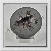 SEPTARIA (Barytine) - 355 gr - 75x70x35 mm - A010