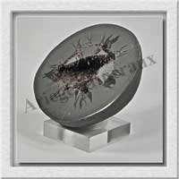 SEPTARIA (Barytine) - 355 gr - 75x70x35 mm - A010