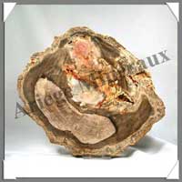 BOIS Fossilis - CONIFERE - 200x170x22 mm - 1380 grammes - M002