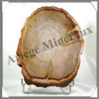 BOIS Fossilis - FOUGERE - 300x220x60 mm - 5950 grammes - M003