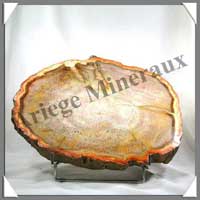 BOIS Fossilis - FOUGERE - 300x220x60 mm - 5950 grammes - M003