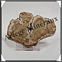 BOIS Fossilis - CONIFERE - 85x60x9 mm - 86 grammes - Y001