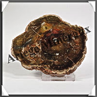 BOIS Fossilis - CONIFERE - 95x80x10 mm - 152 grammes - Y002