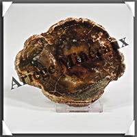 BOIS Fossilis - CONIFERE - 95x80x10 mm - 152 grammes - Y002