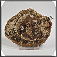 BOIS Fossilis - CONIFERE - 100x85x10 mm - 157 grammes - Y006