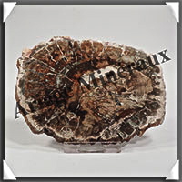 BOIS Fossilis - CONIFERE - 105x80x10 mm - 184 grammes - Y007
