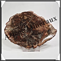 BOIS Fossilis - CONIFERE - 125x95x10 mm - 243 grammes - Y008