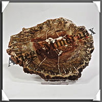 BOIS Fossilis - CONIFERE - 135x105x10 mm - 310 grammes - Y009