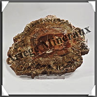 BOIS Fossilis - CONIFERE - 135x105x10 mm - 310 grammes - Y009